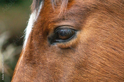 brown horse close up