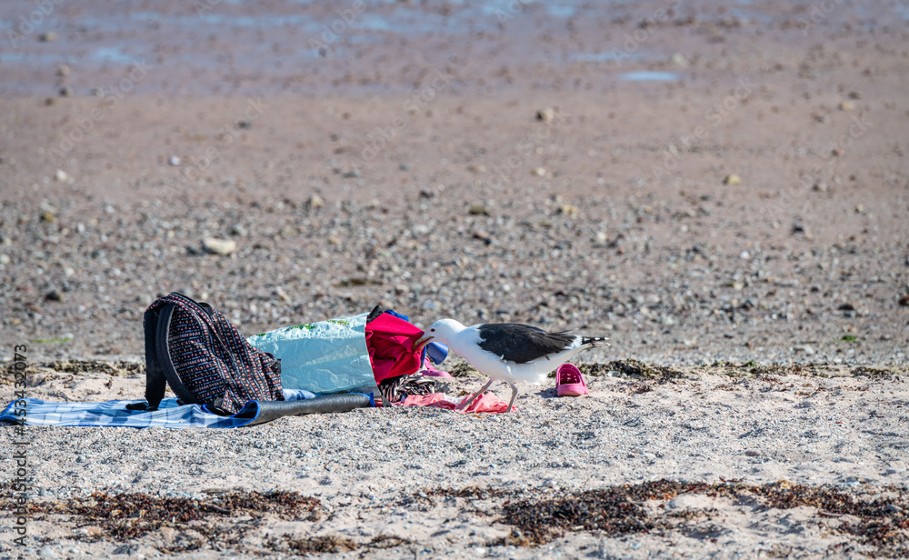 Seagull looking for food pulling clothes out of a bag left on a beach.