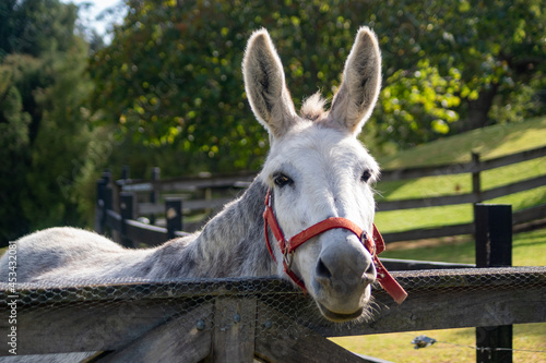 donkey in a farm © Elspeth