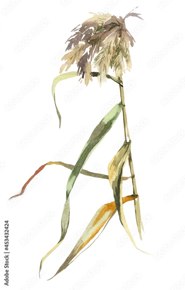 Fototapeta premium Cane branch watercolor isolated on white background illustration for all prints.