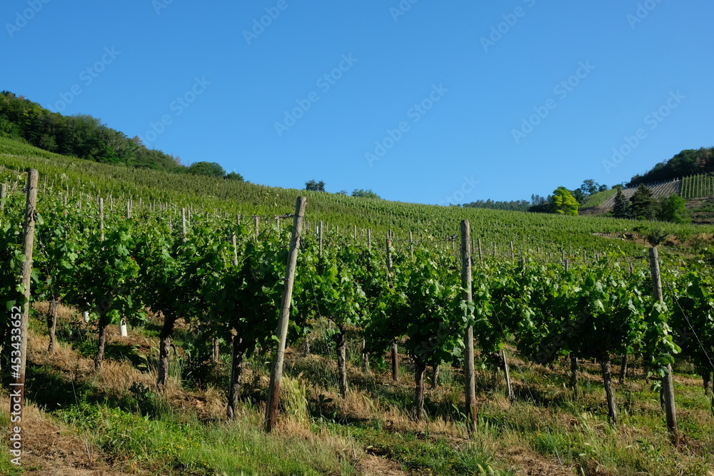 FU 2020-06-21 Ahrtour ruck 4 Blick auf grüne Weinstöcke