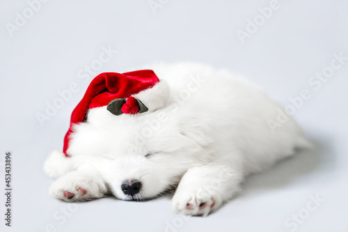 A sleeping cute Samoyed puppy in a Santa Claus hat. Christmas little white dog photo