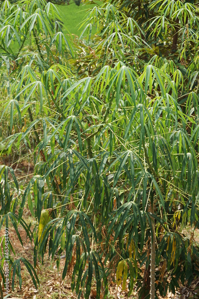 Cassava leave son the tree. Indonesian call it singkong Cassava leave son the tree. Indonesian call it singkong