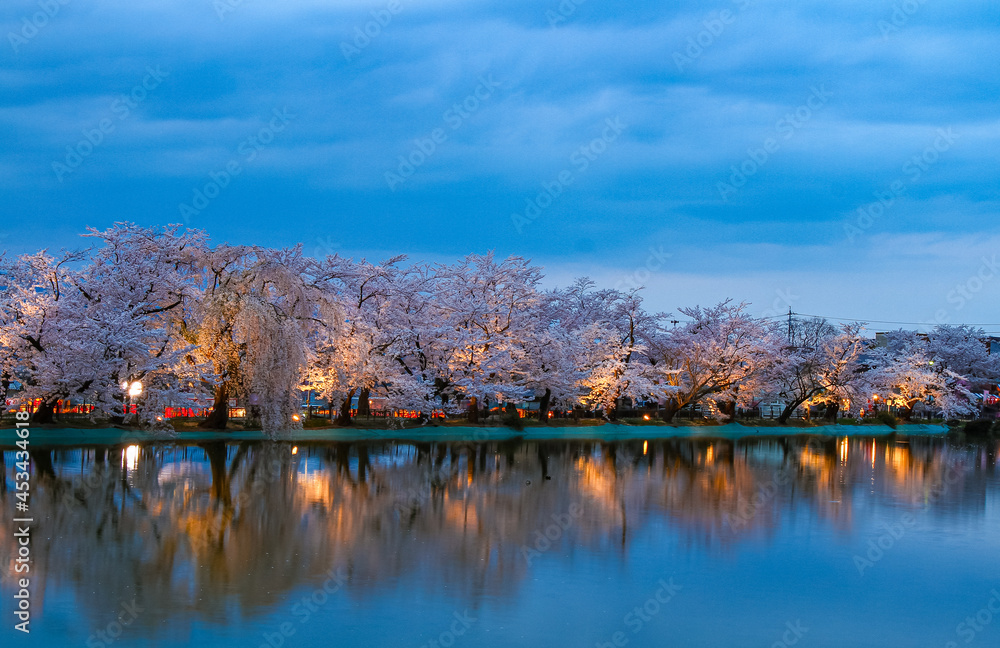 Obraz premium 臥竜公園 夕暮れの桜
