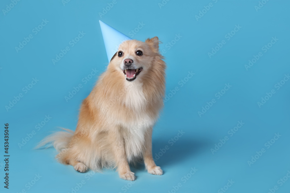 Cute dog with party hat on light blue background, space for text. Birthday celebration Cute dog with party hat on light blue background, space for text. Birthday celebration