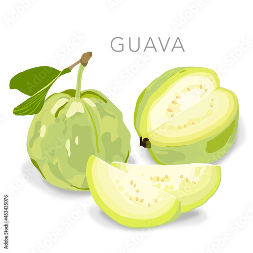 Realistic Guava Fruit Vector Illustration
