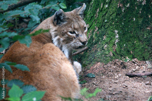 Lynx on a tree in close-up