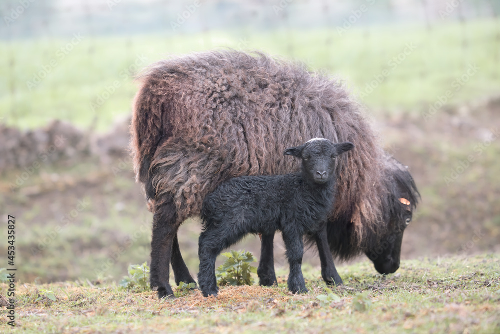 Female brown ouessant sheep with lamb Female brown ouessant sheep with lamb