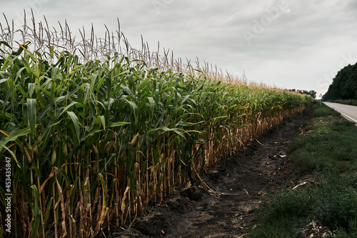 cornfield in cloudy weather before rain