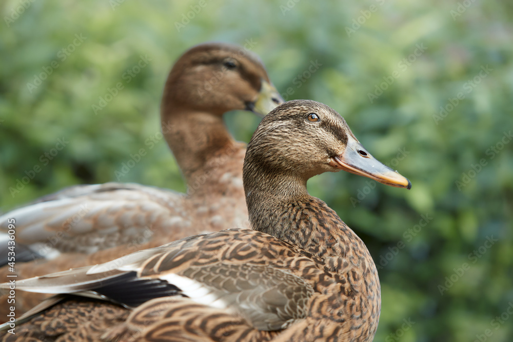 Close up of a female wild mallard duck Close up of a female wild mallard duck
