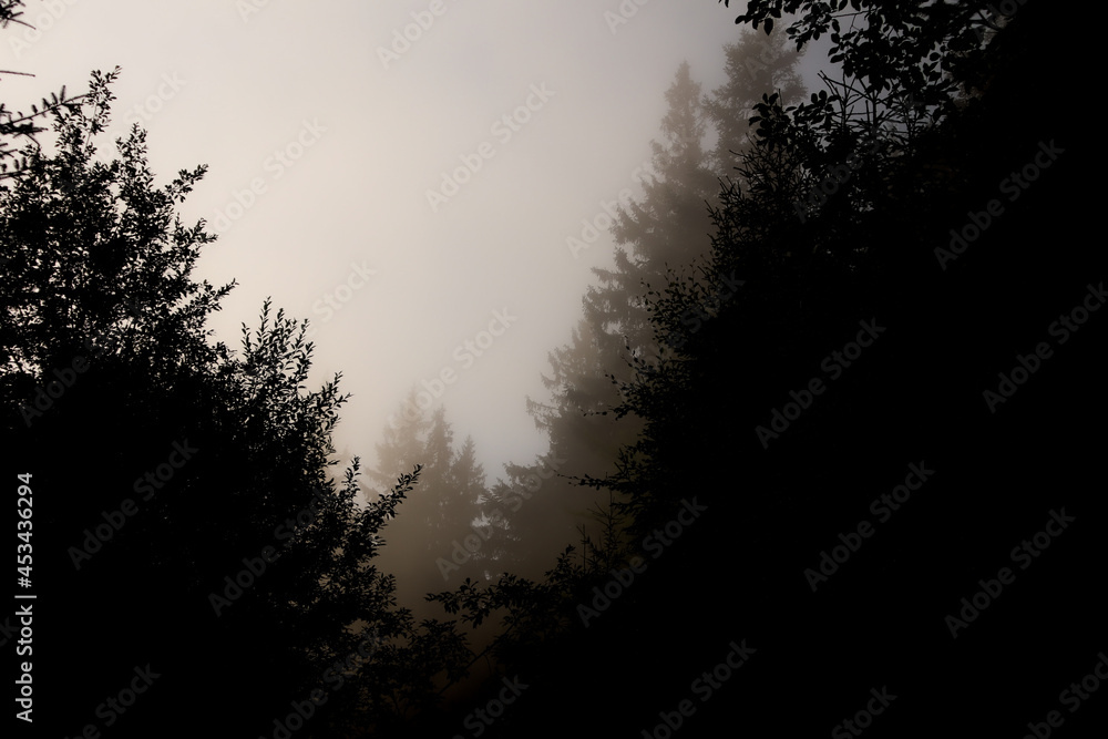 forest in the fog. mountains forest in the fog. mountains