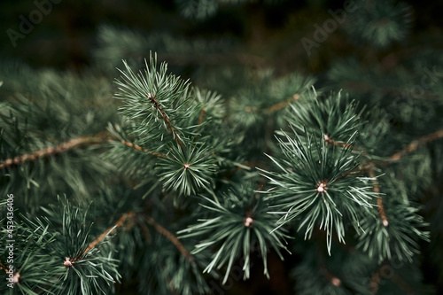 Coniferous pine branches in a pine forest  cloudy weather