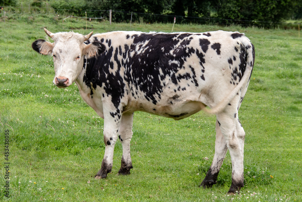 Vache normande au pré Vache normande au pré