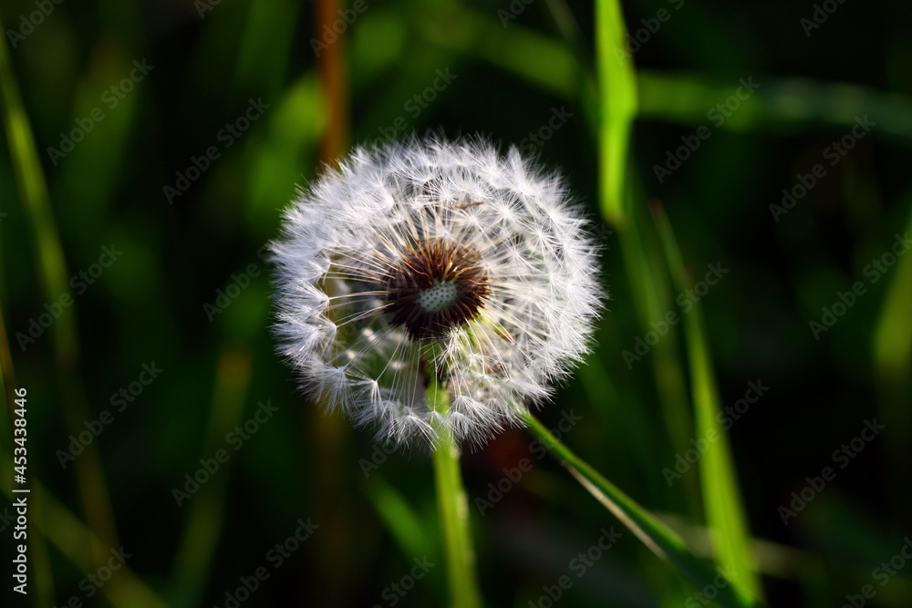Fototapeta premium Dandelion seeds with parachutes 