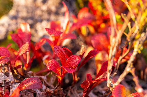 Red plants in autumn Lapland, close-up view