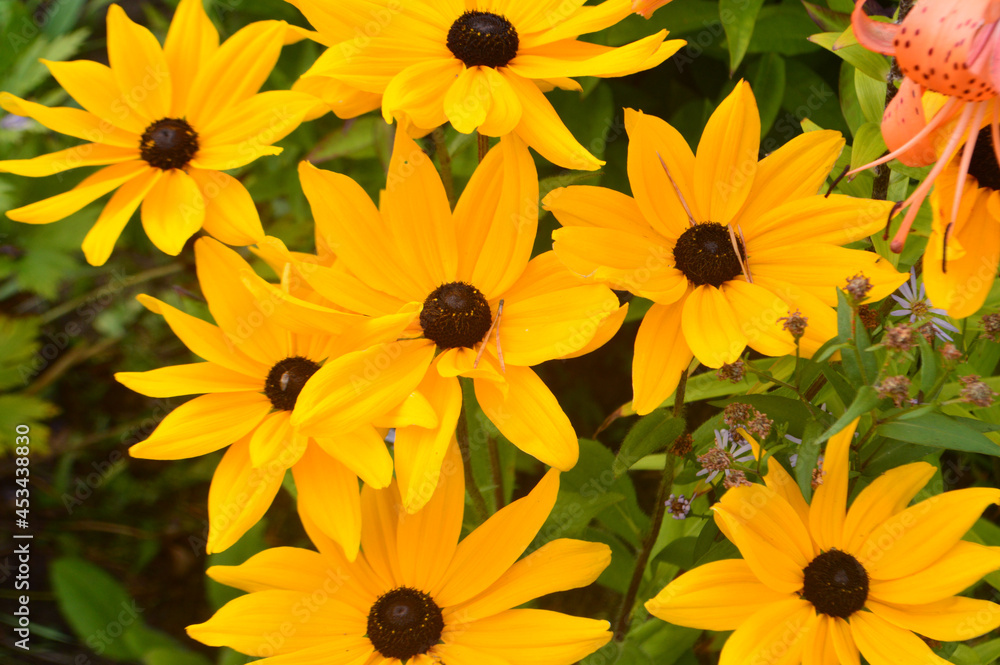 yellow flowers background yellow flowers background