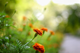 Floral background. Blooming marigolds in the garden. Blurred green background, selective focus