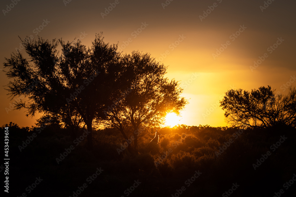 sunset with kangaroo