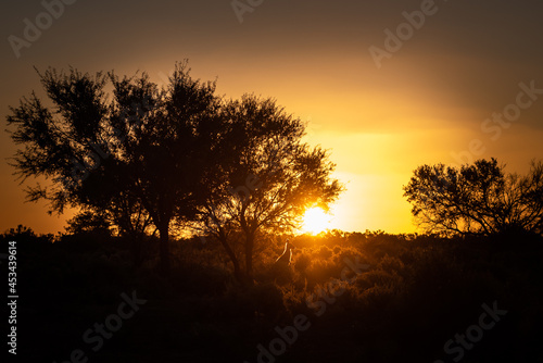 sunset with kangaroo