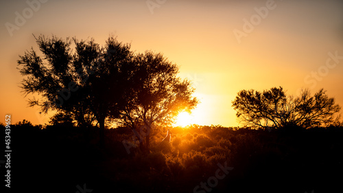 Sunset with kangaroo © CJO Photography