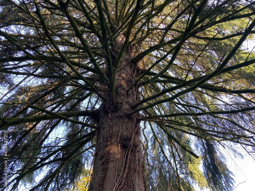 Fototapeta premium Kräftiger Baum mit Blick in den Himmel