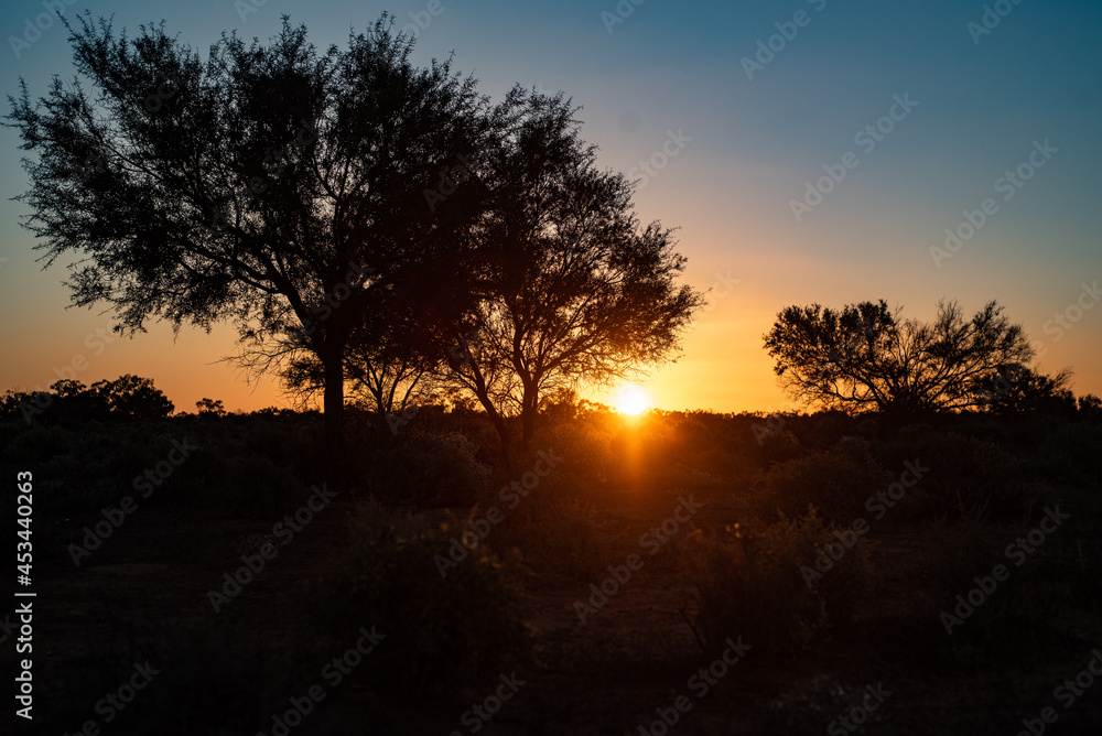 Tree silhouette in outback Tree silhouette in outback