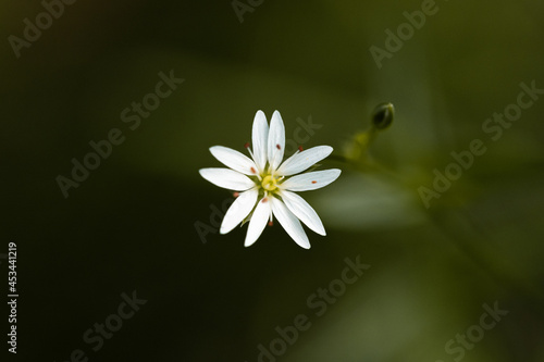 white stellaria flower