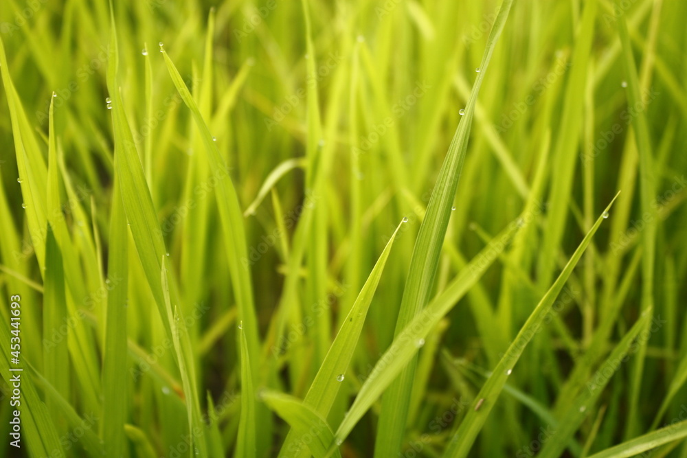 grow, harvest, crop, rural, field, grass, green, leaf, nature, paddy, rice, yellow, agriculture, asia, background, farm, food, farming, grain, growth, meadow, farmland, foliage, plantation, stem, deta grow, harvest, crop, rural, field, grass, green, leaf, nature, paddy, rice, yellow, agriculture, asia, background, farm, food, farming, grain, growth, meadow, farmland, foliage, plantation, stem, deta