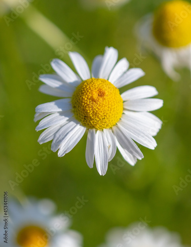 Chamomile flowers in the summer park.