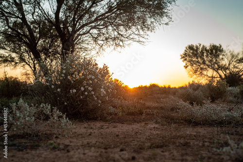 Kinchega Sunset photo