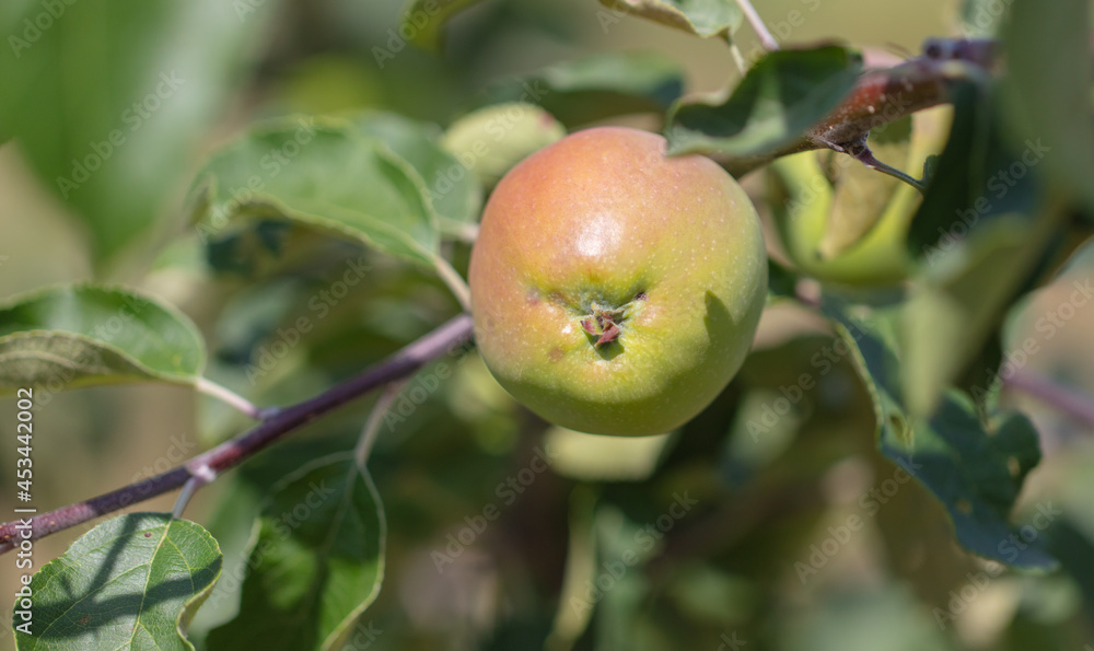 Apples on tree branches in summer.