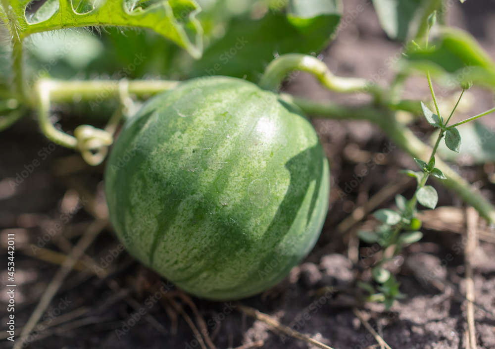 Watermelon on the ground in a vegetable garden in summer.