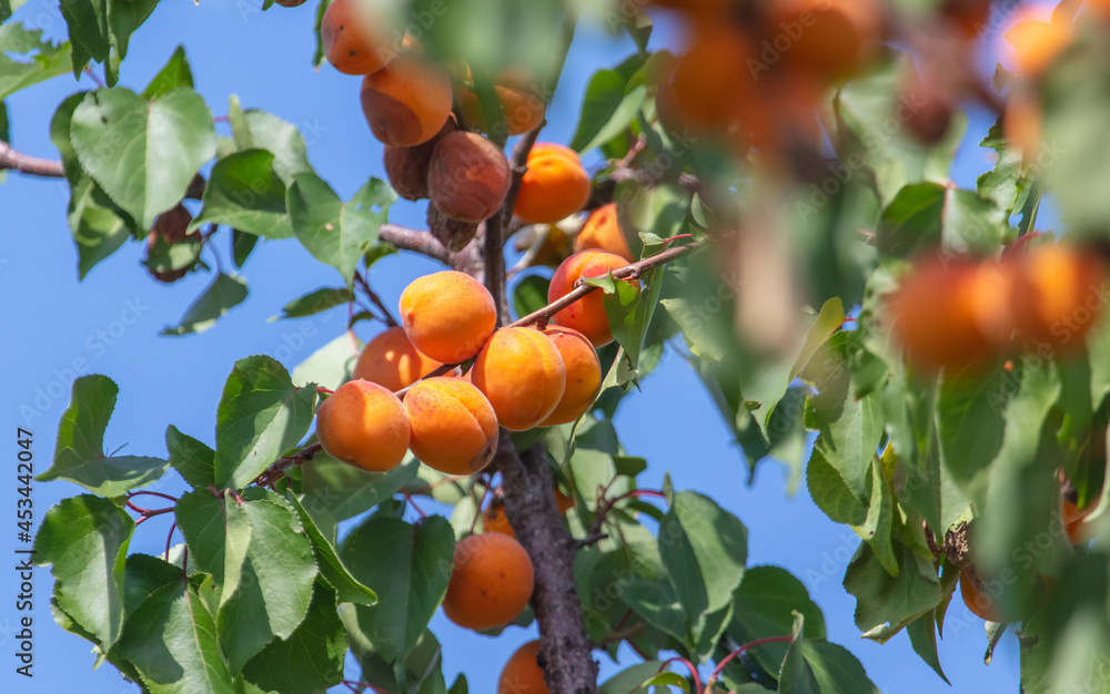 Ripe yellow apricots on tree branches