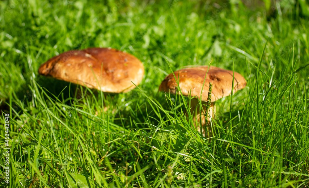 the green grass is in focus,the mushrooms in the background are blurred. the green grass is in focus,the mushrooms in the background are blurred.