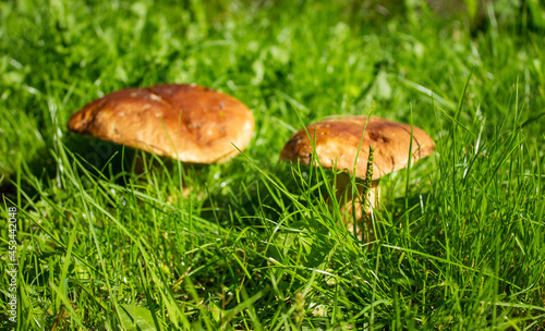 the green grass is in focus,the mushrooms in the background are blurred.
