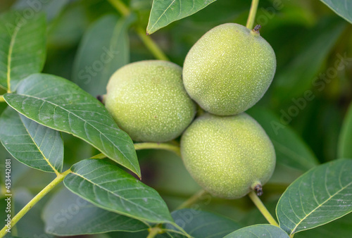 Wallpaper Mural Walnut on tree branches in summer. Torontodigital.ca