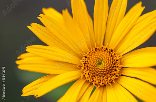 Yellow flower in the park in summer.