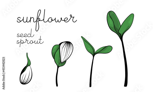 Sunflower seedling and growth sprouts illustration. Color signs microgreen vector art. Green for home gardening