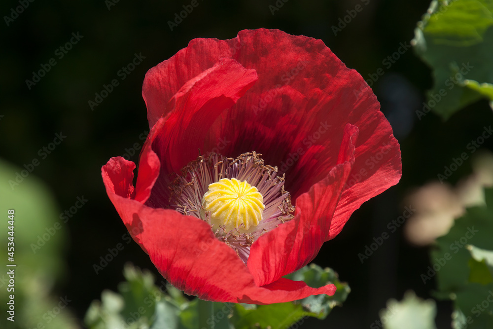 Φωτογραφία Sydney Australia, red opium poppy flower in afternoon sunshine