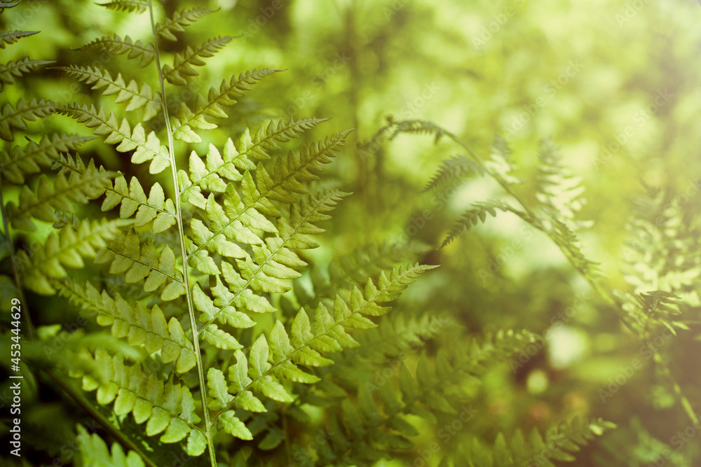 Herbal background. Fern leaves in the forest. Sunny weather, space for text.