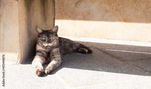 One street cat lie under the bench. A serious cat looks at the camera, warms its paws in the sun, enjoys the spring warmth.