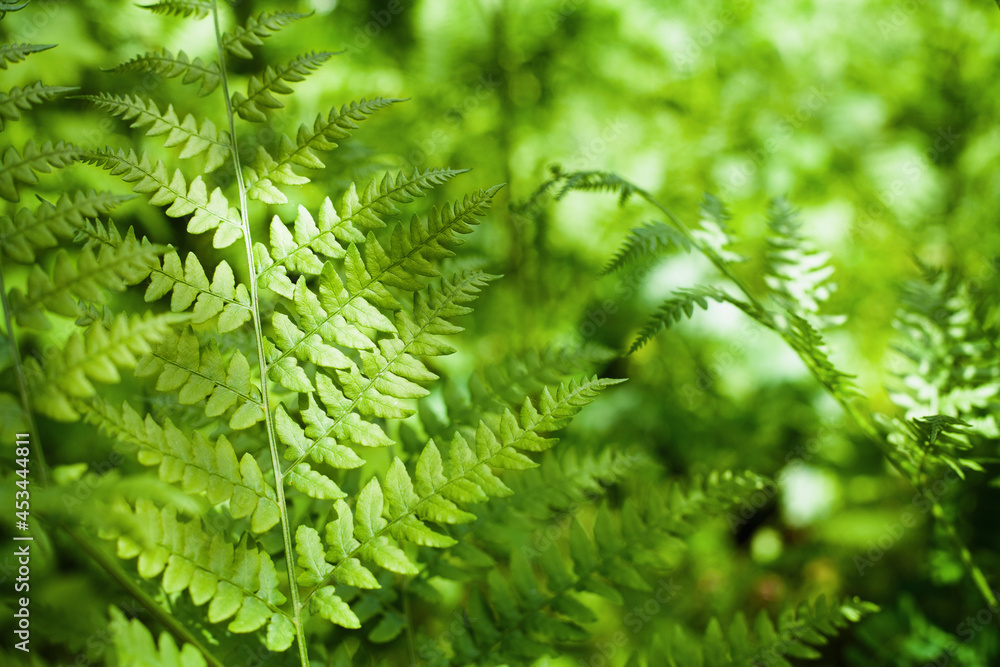 Herbal background. Fern leaves in the forest. Sunny weather, space for text. Herbal background. Fern leaves in the forest. Sunny weather, space for text.