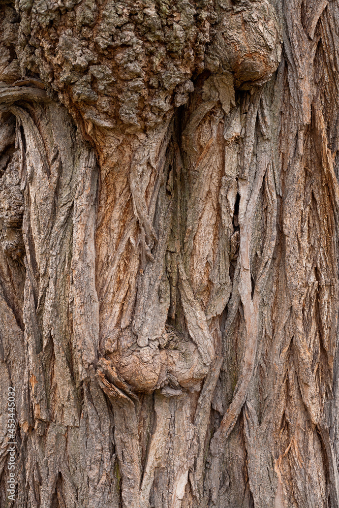 Natural background. Bark of an old tree close-up. Bark texture. Natural background. Bark of an old tree close-up. Bark texture.