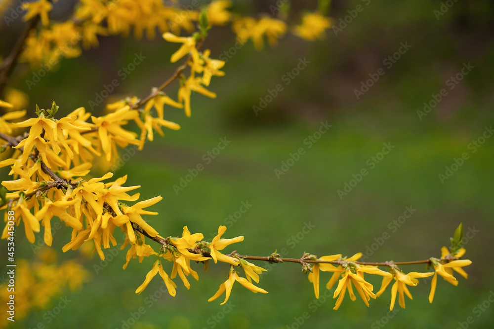Spring background. Branches of yellow forsythia on a green blurred background. Free space for text.