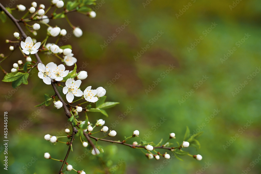 Floral background. Blossoming cherry branch. Green blurred background, free space for text.