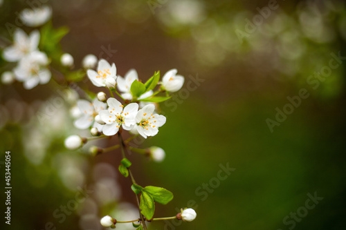 Floral background. Blossoming cherry branch. Green blurred background, free space for text.