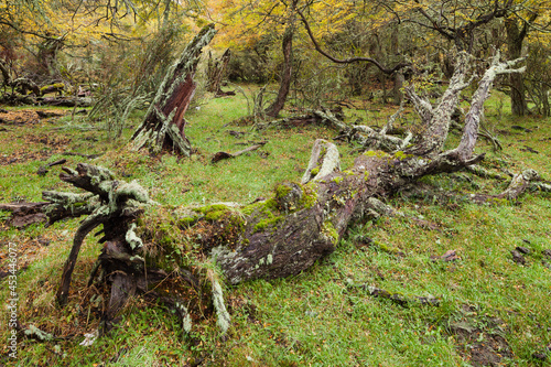 Lenga forest with dead trees in Torres del Paine National Park, Chile photo