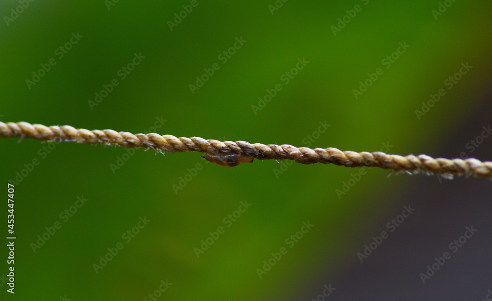snails movement on a cloths line snails movement on a cloths line