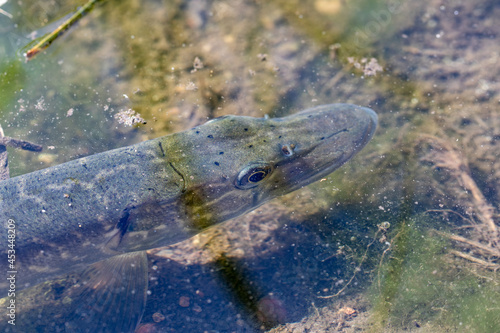 Young pike (lat.Esox lucius) froze in warm water in shallow wate