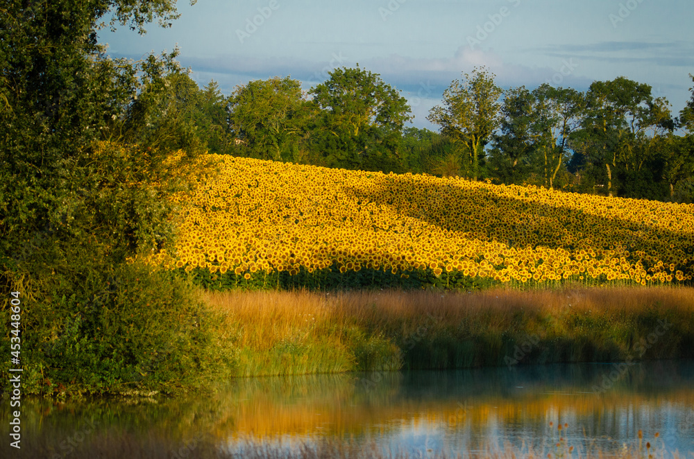 Fototapeta premium rapeseed field